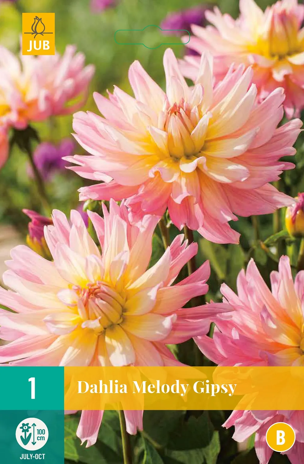 Dahlia Melody Gipsy 1st.